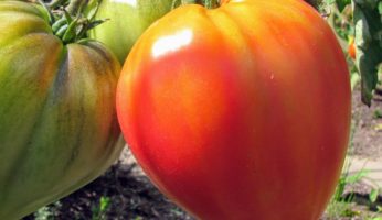Russian Ornage Tomatenpflanze